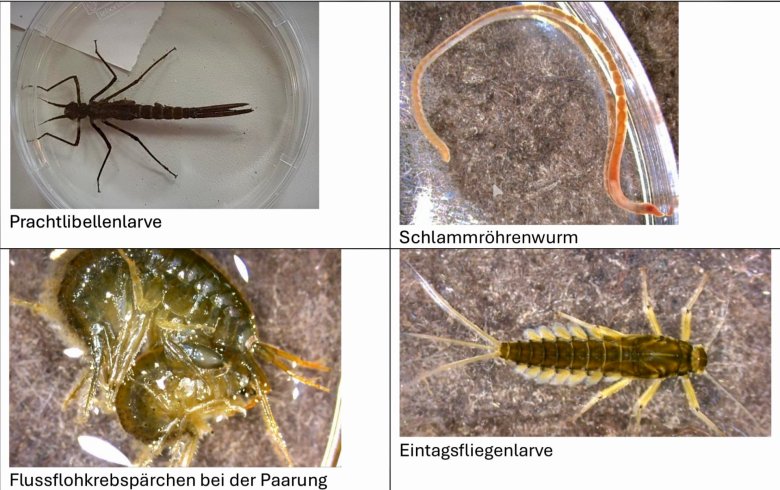 Lumbricus